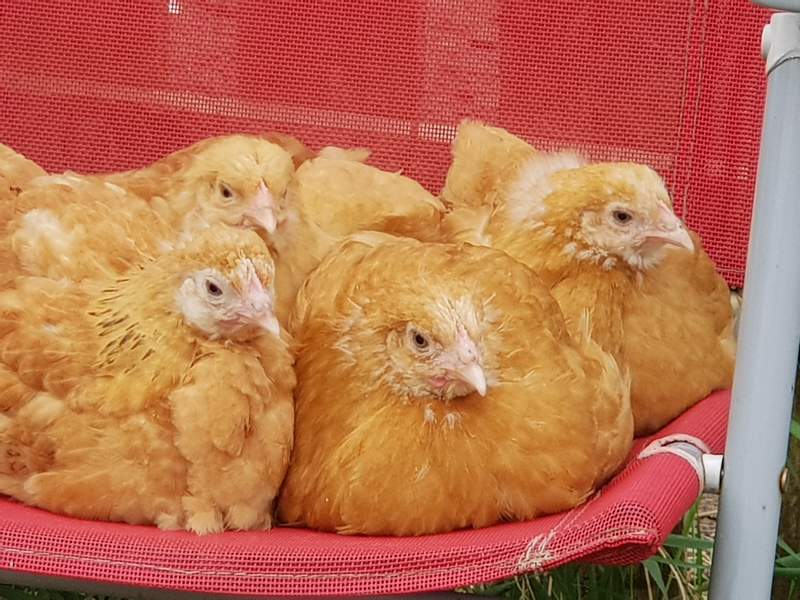A flock of buff orpinton chicken sitting together.
