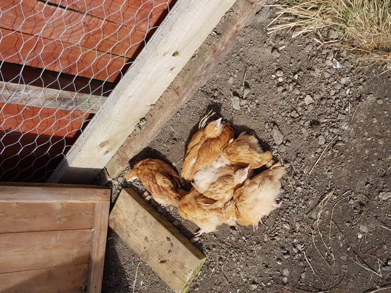 a few chickens lying in the sun on a muddy ground