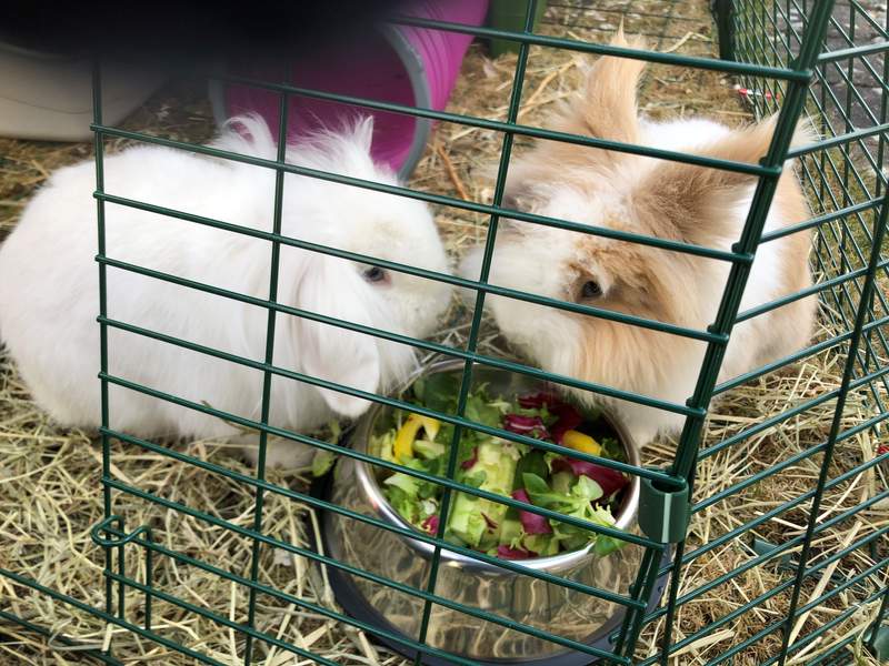 two fluffy bunny rabbits eating food from a metal bowl