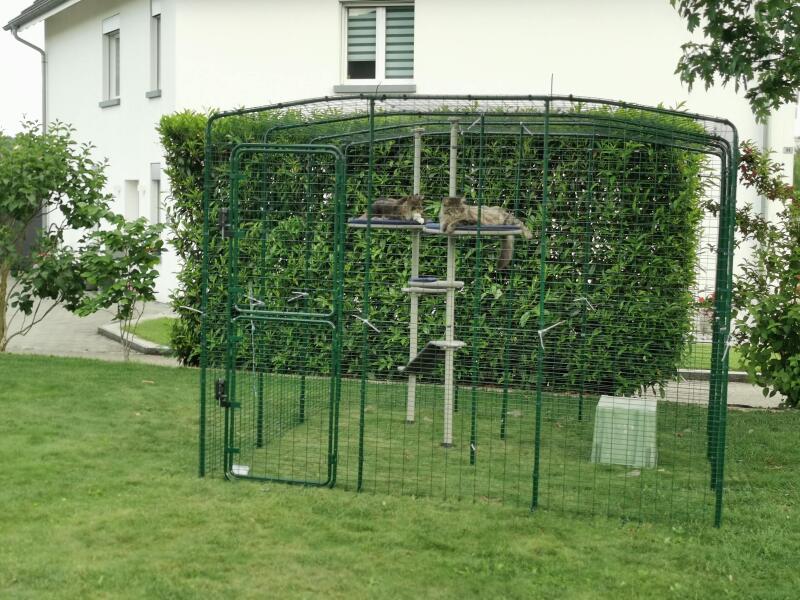 Cats in a catio, in a garden