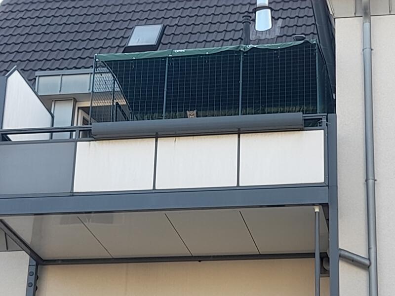 A cat looking at the street below his balcony, from his catio