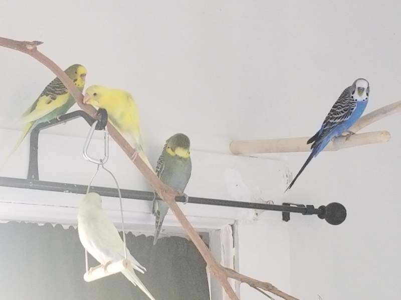 Parakeeys enjoying a perch.