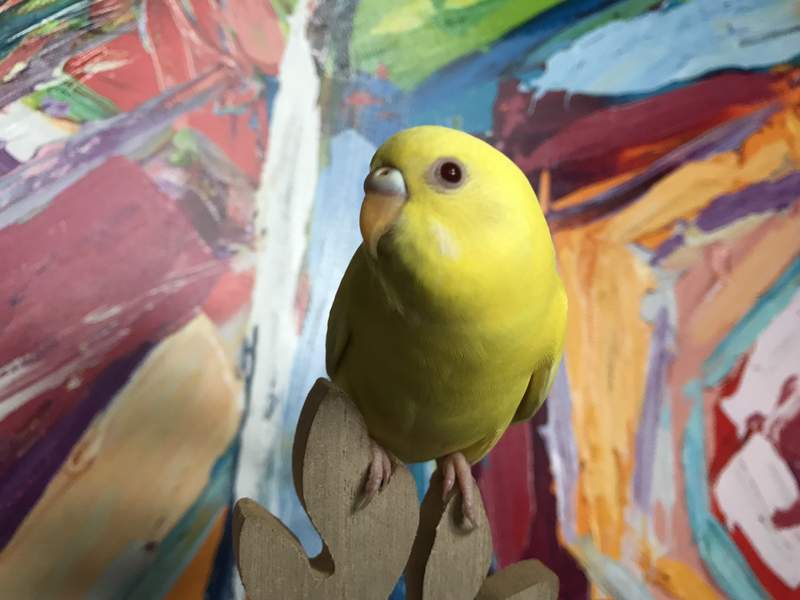 a yellow and green bird stood on a fence in front of a colourful wall