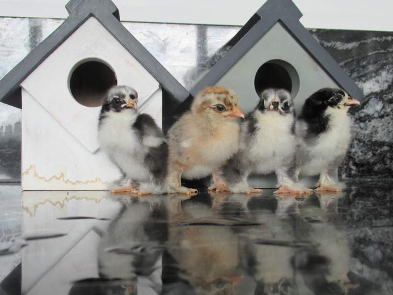 four pekin bantam chickens stood outside a bird house which are black white and brown