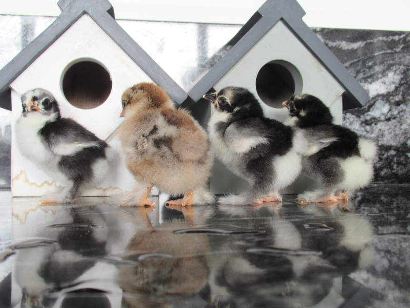 four chicks stood outside bird houses