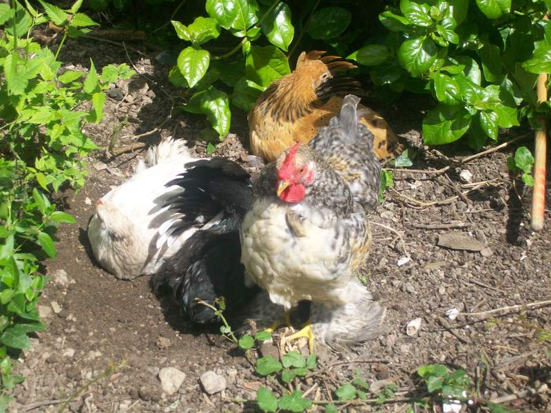 perkin bantam chickens having a dust bath bath in a sunny garden