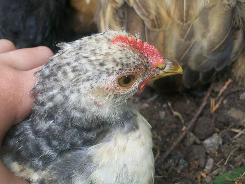 a perkin bantam chicken with a red small crest on its head and black and white feathers