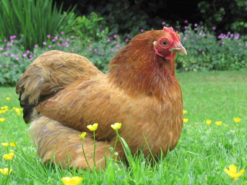orange groomed hen on a lawn with flowers around