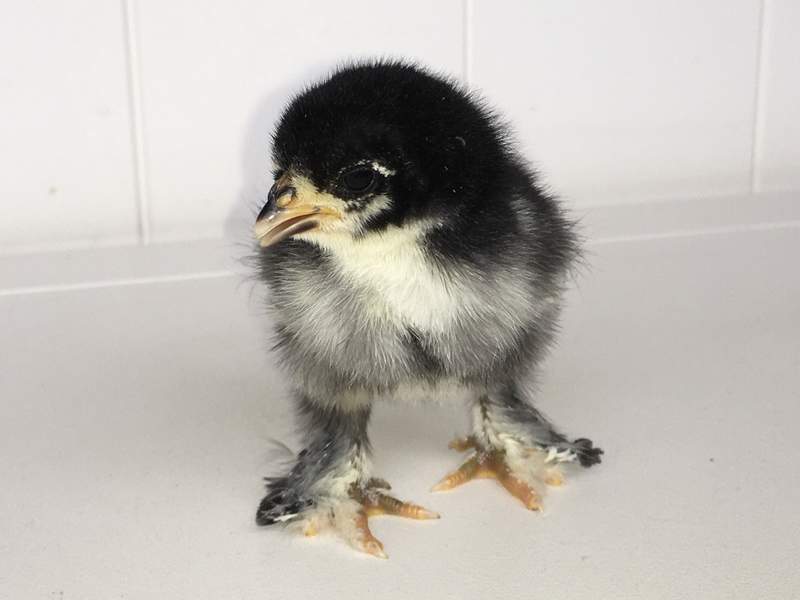 a baby pekin bantam chick with black and yellow feathers