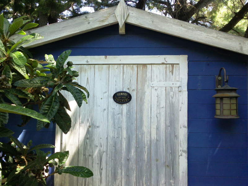 Ett stort blåmålat hönshus i trä med en skylt "akta dig för hönsen".