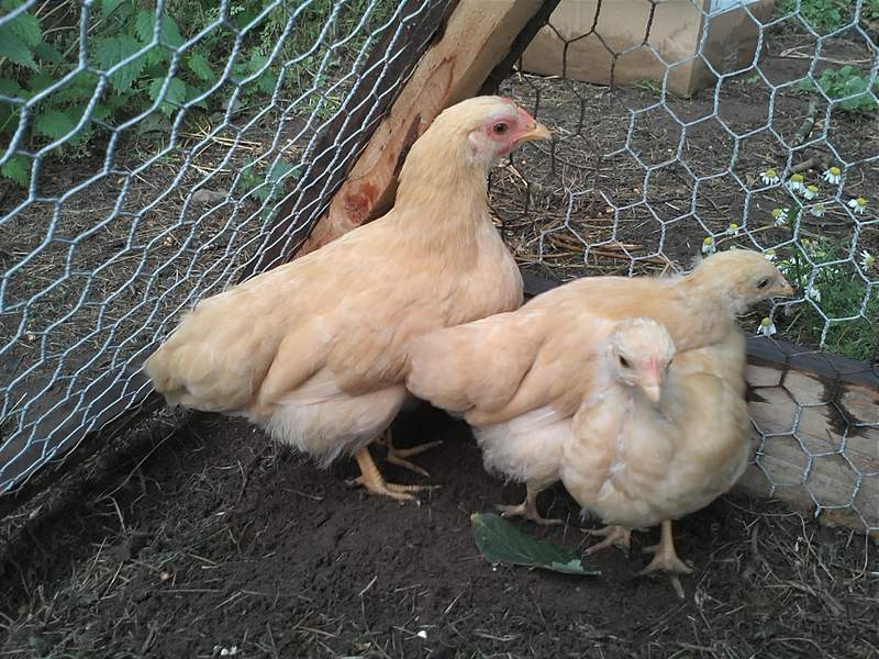 Plymouth Rock Bantam Chickens in run