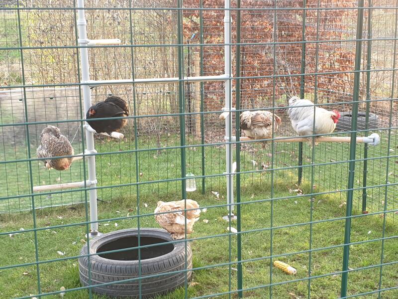 Kyllinger satt på sin abbor