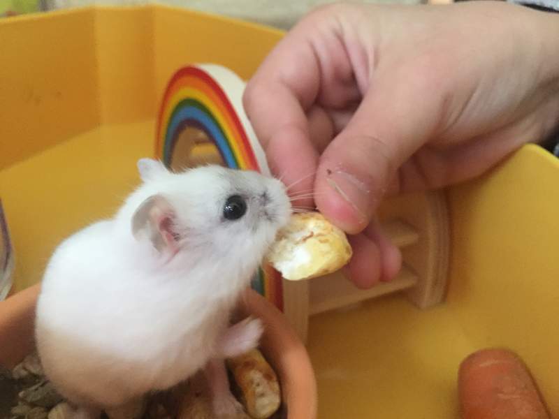 Mały biały chomik karłowaty jedzący w klatce smakołyk od właściciela
