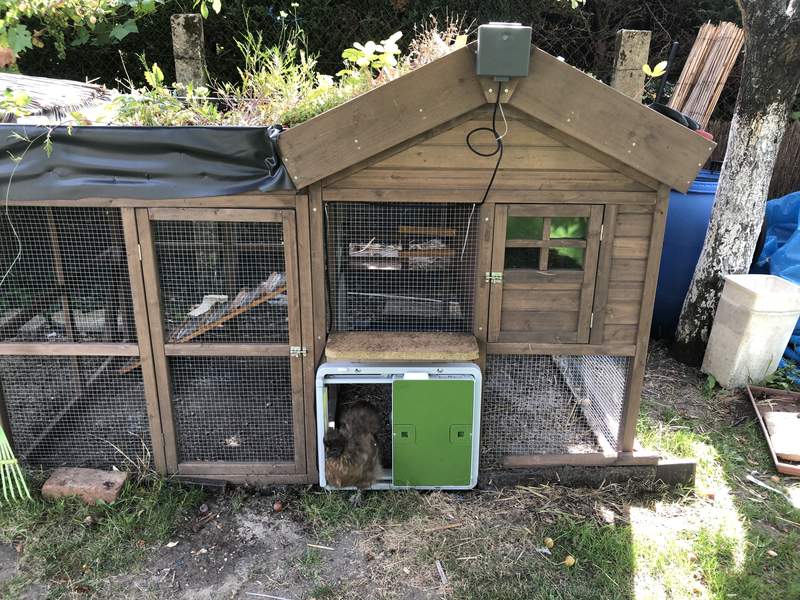 Omlet Green Automatic Chicken Door Attached to Wooden Chicken Coop