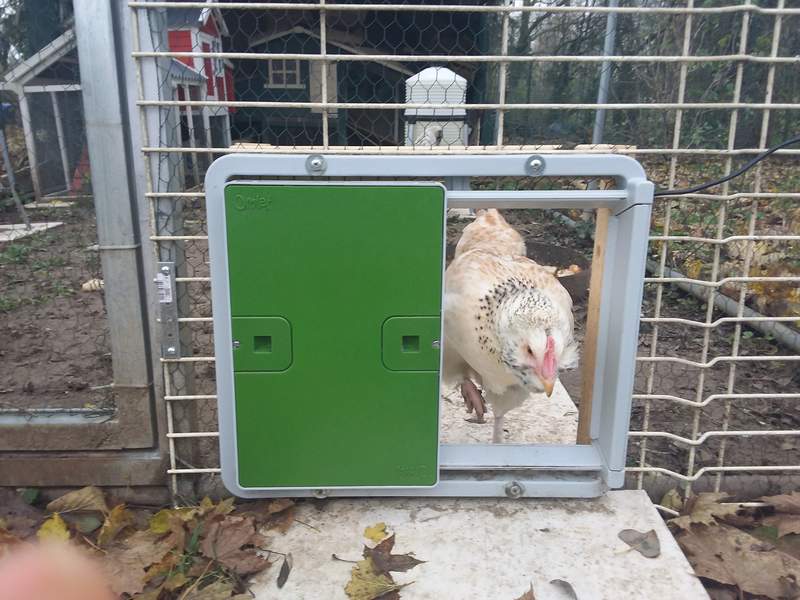 Omlet Green Automatic Chicken Coop Door Attached to Run with Chicken Coming Out
