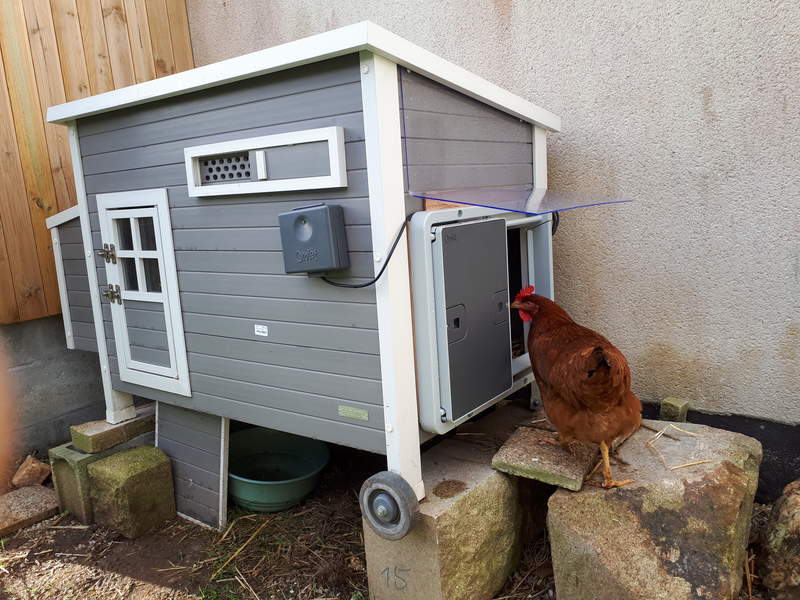 a small grey painted wooden chicken coop with a chicken stepping inside