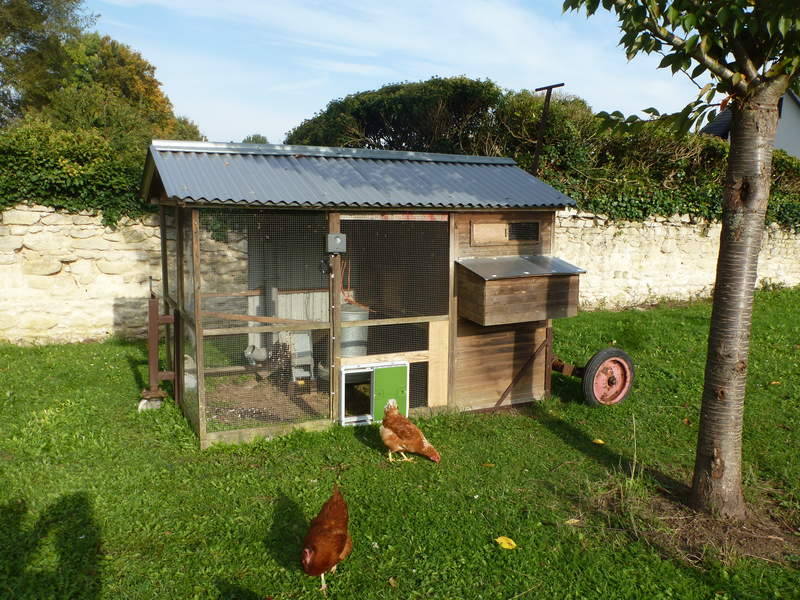 Omlet Green Automatic Chicken Coop Door attached to Wooden Chicken Coop with Chickens outside in the garden