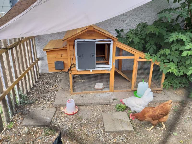 Omlet Grey Automatic Chicken Coop Door Attached to Wooden Chicken Coop