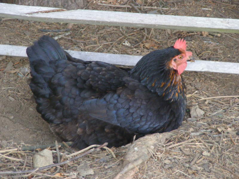 Een zwarte en bruine kip die een stofbad nemen in de zon