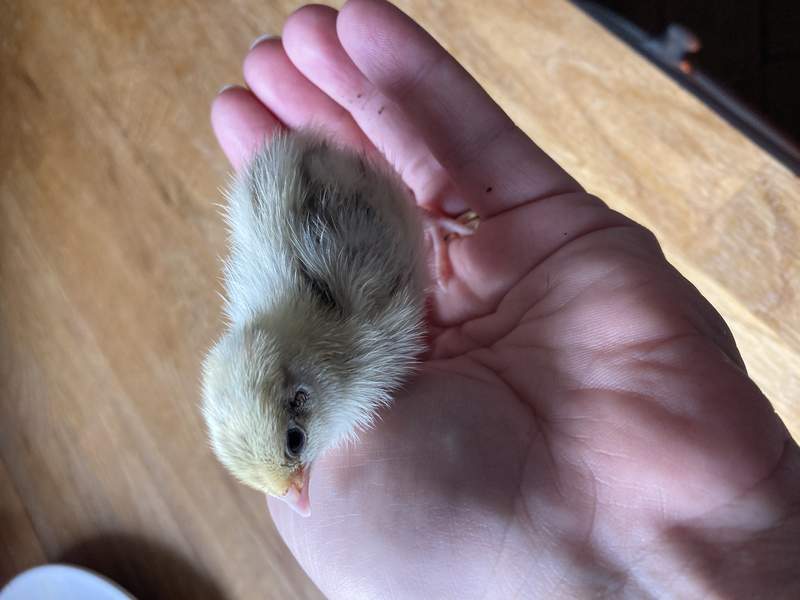 1 week old quail has just hatched.