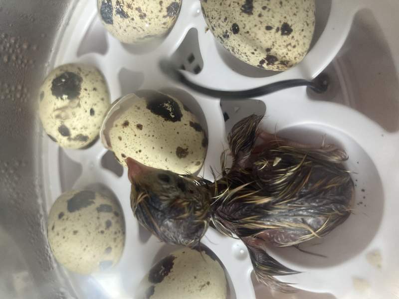 A quail egg hatching.