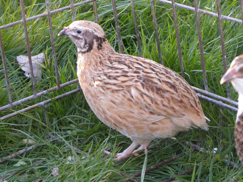 a small brown quail in an animal run
