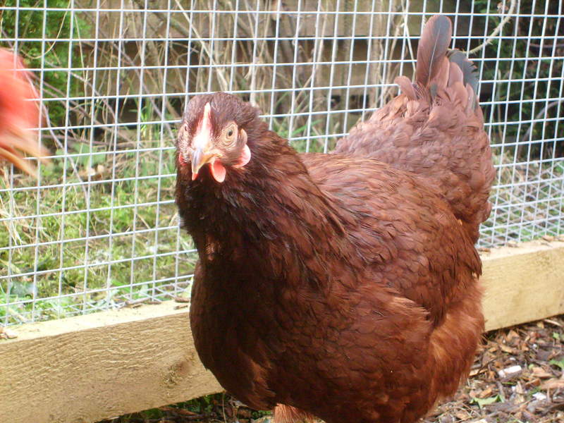 Rhode Island Chicken Close up in run