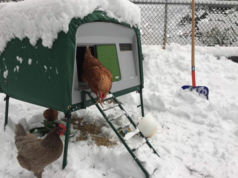 Chickens walking out of a large chicken coop in the Snow