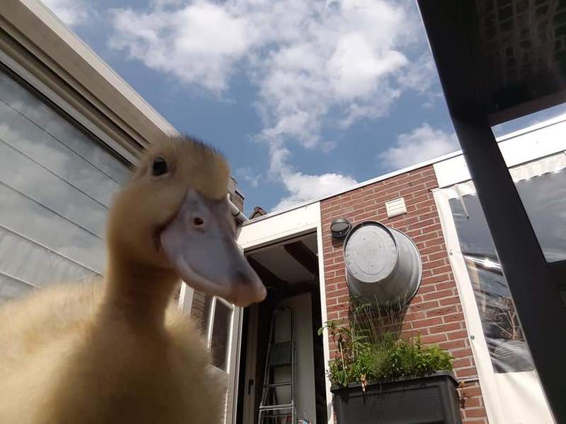 Duck looking into camera