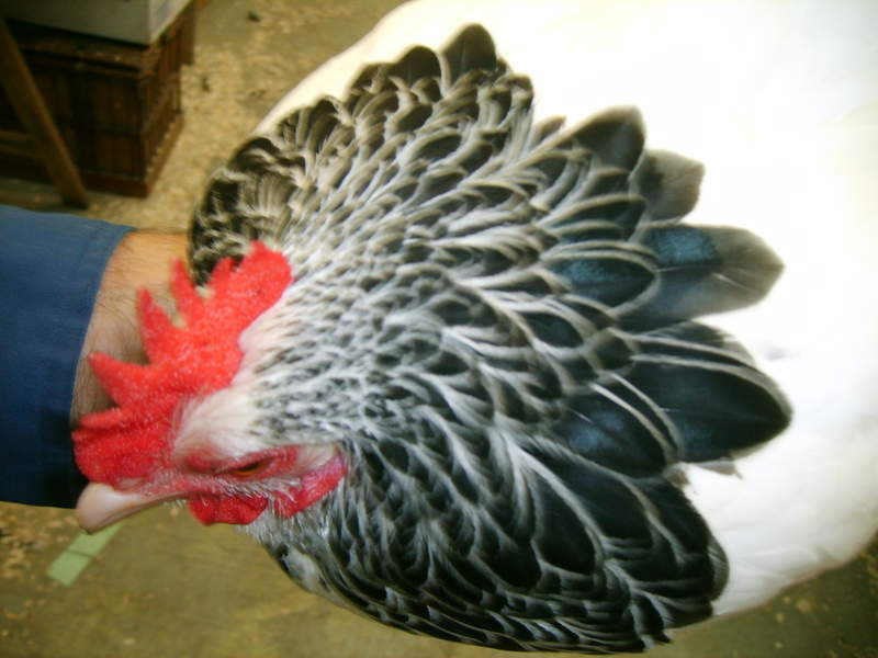 Close up of chickens head