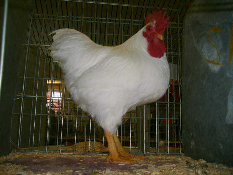 Kurczak pozujący w klatce