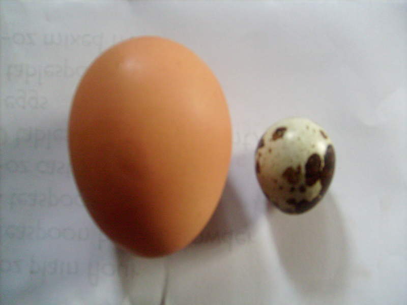 1 large chicken egg next to small egg