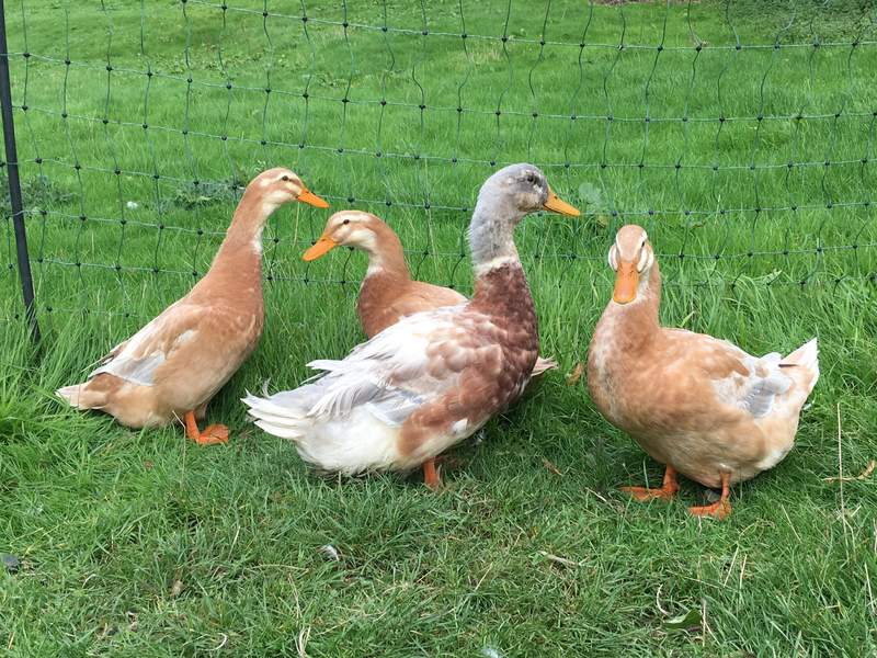 four grey white and brown ducks stood in a garden behind chicken fencing