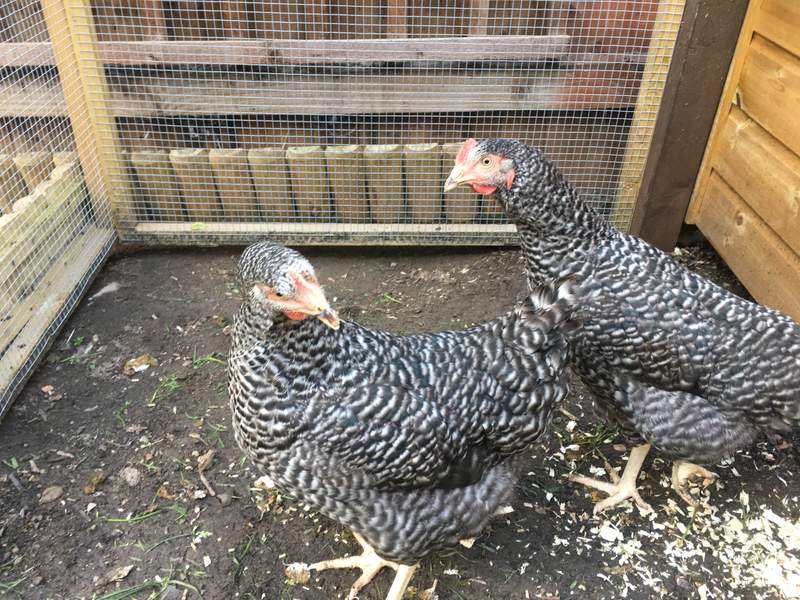 Scotts graue Hühner (Eggna und Mrs. Cluck!)