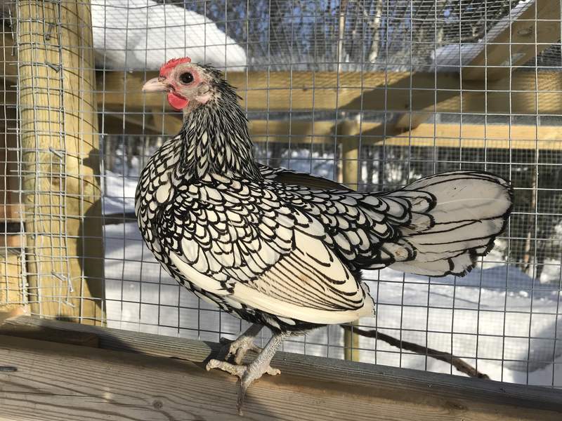 Een kip die op een hek staat