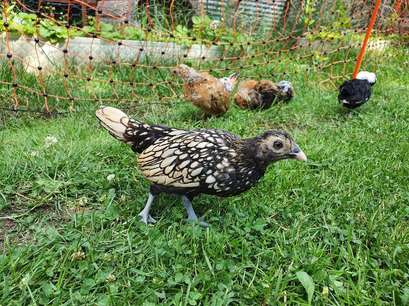 Chickens outside