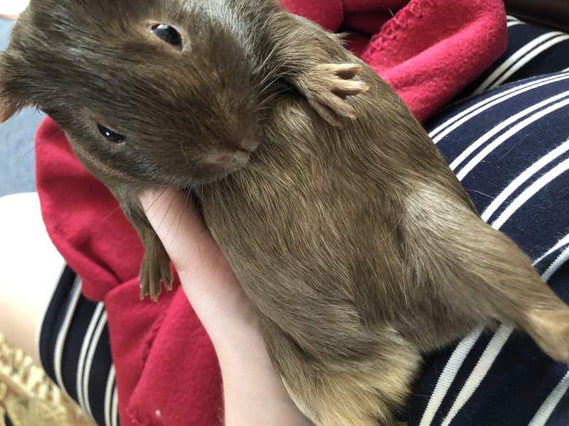 a brown guinea pig lying on its back