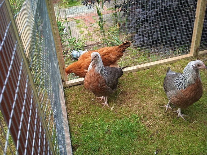 Trois poulets en cage