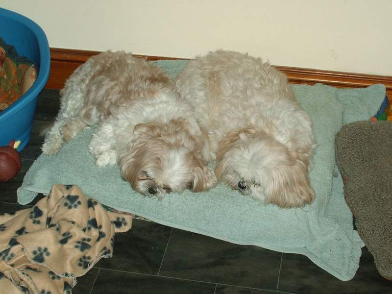 Millie en Shui rusten uit