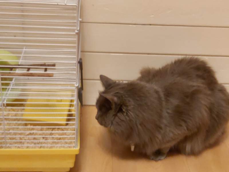 Een kat die naar een hamsterkooi staart