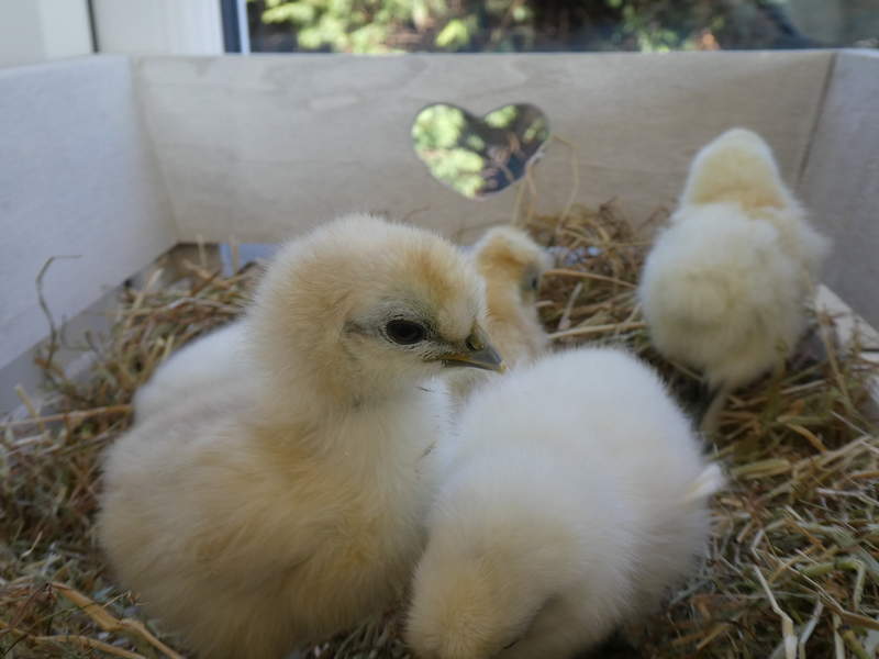 four small silkie white chicks sat on a bed of hay