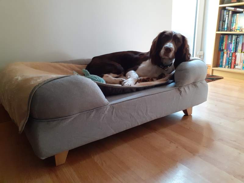 Jack nyter en salong på sin nye seng. den er mer stilig enn sengen/sofaen vår, og han har ikke forlatt den siden den kom!