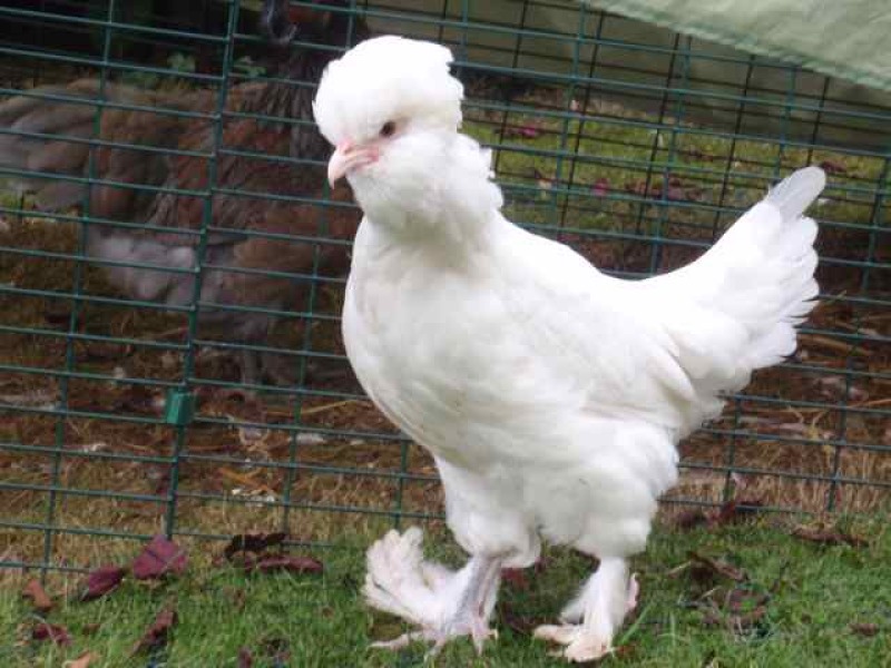White Sultan Chicken outside Eglu Chicken Coop Run