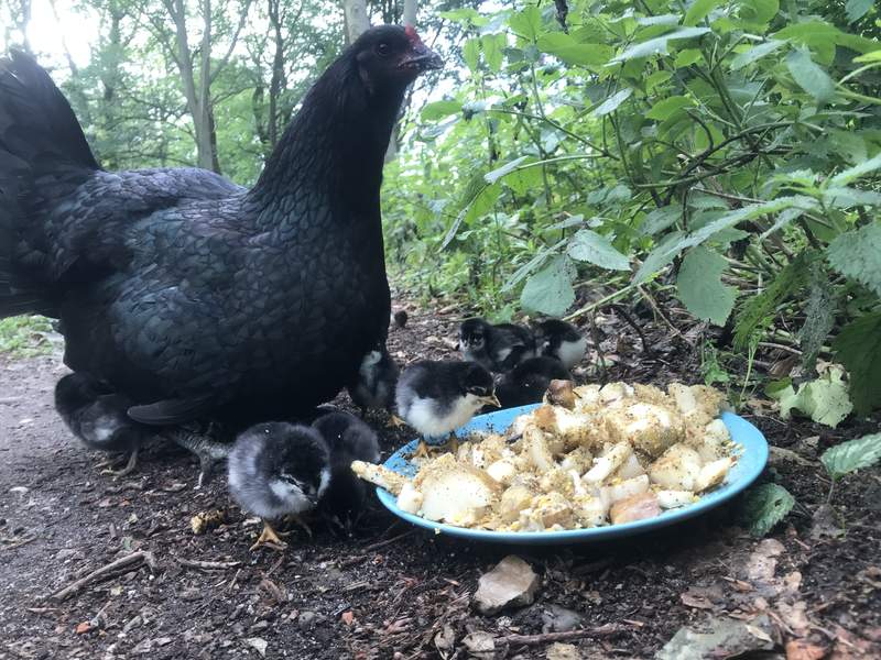 Chicken and chicks with food