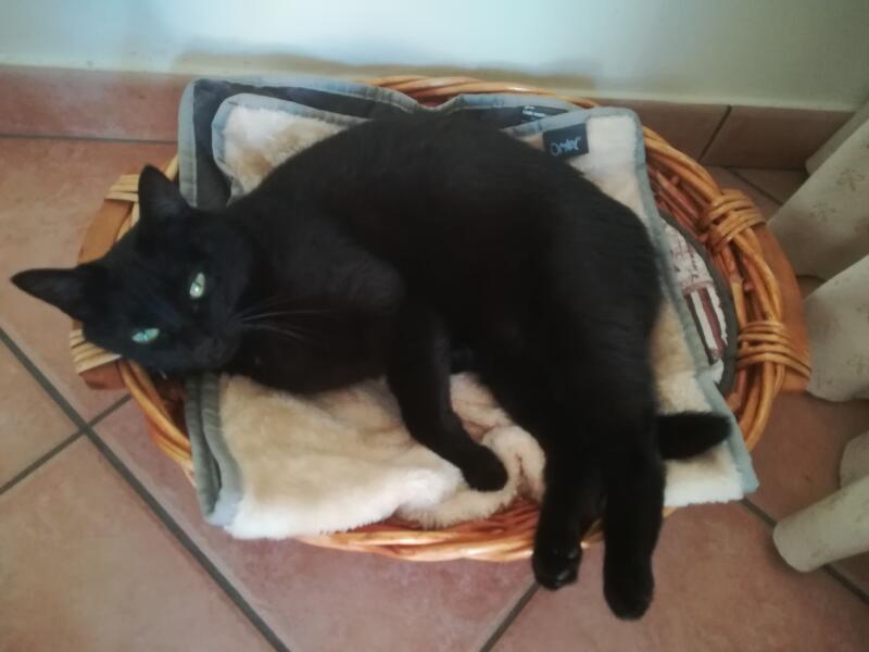 A cat in a basket with a blanket