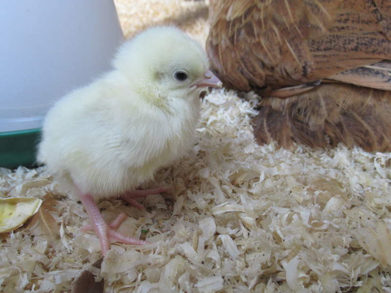 small fluffy yellow bantam chick stood next to its mother