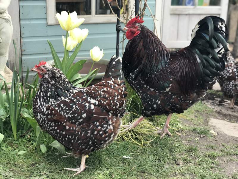 Two Speckled Sussex Chickens in the garden