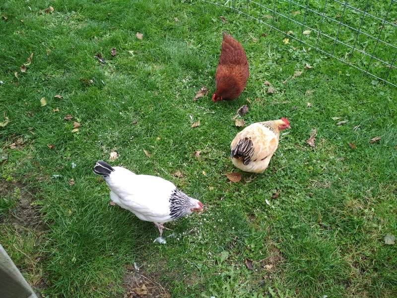 Nasze kurczaki w ogrodzie.