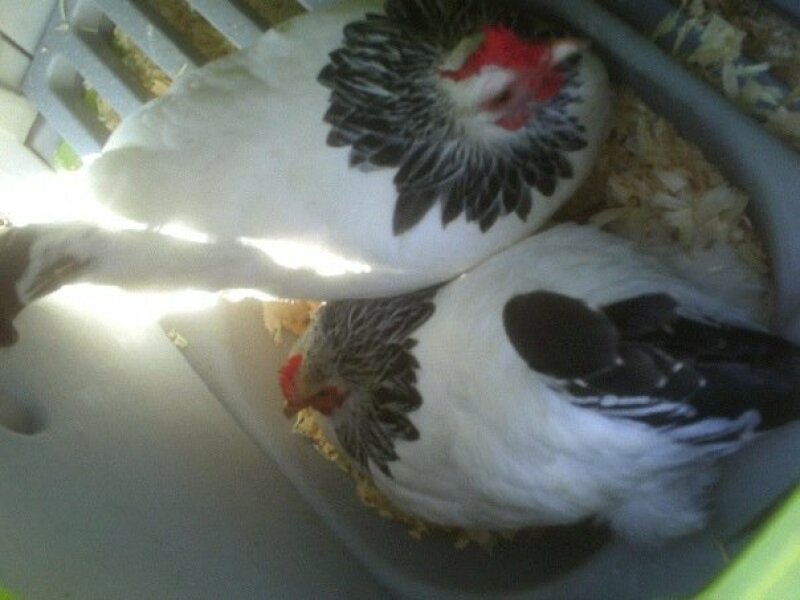 Sussex Bantam Chickens in Eglu Chicken Coop