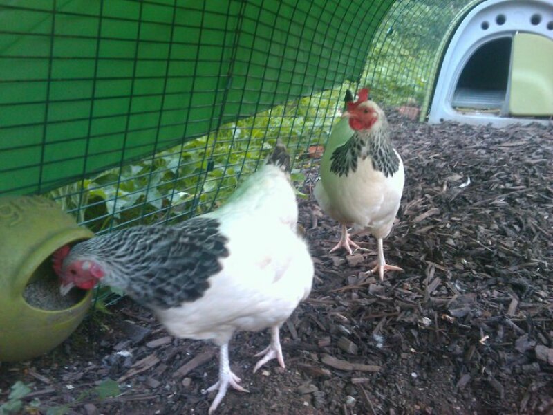 Sussex Bantam Chickens in Green Eglu Chicken Coop Run